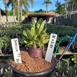 2603 81 Arabicum Jurassic F3