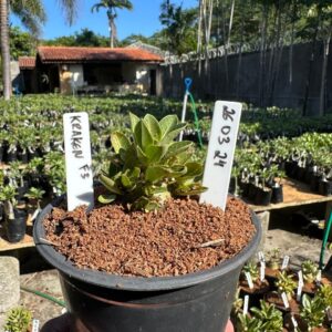 2603 24 Arabicum Kraken F3