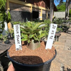 2603 39 Arabicum HightowerRed f3