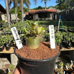 2603 56 Arabicum Red Caterpillar F3