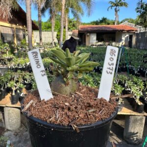 2603 73 Arabicum Rhino  F3