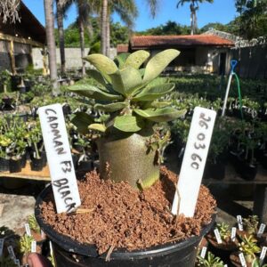 2603 60 Arabicum Cadman F3