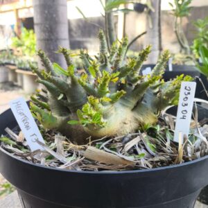 2303 04 Arabicum Megatron F3 - Adulta