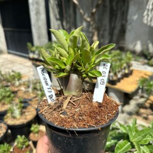 2603 09 Arabicum Poseidon F3