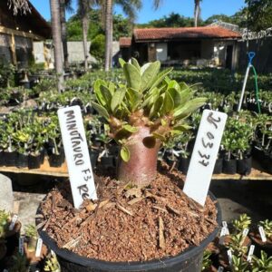 2603 37 Arabicum Minotauro f3