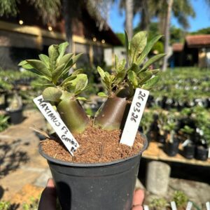 2603 26 Arabicum Maximus F3