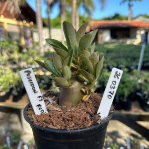 2603 70 Arabicum Poseidon  F3