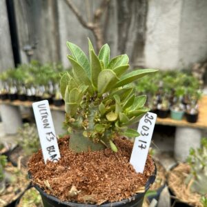 2603 17 Arabicum Ultron F3