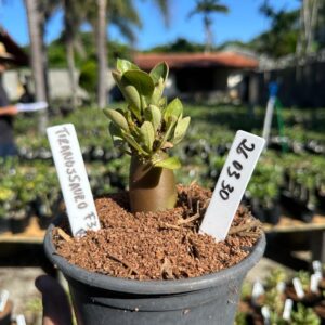 2603 30 Arabicum Tiranossauro F3