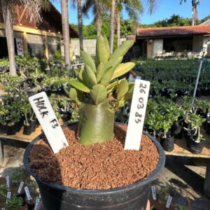 2603 85 Arabicum Hulk Red f3