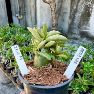 2603 23 Arabicum Zeus F3