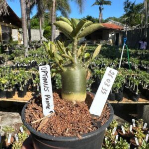 2603 35 Arabicum Optimus Prime F3