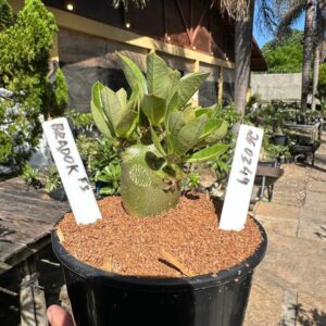 2603 44 Arabicum Bardok F3