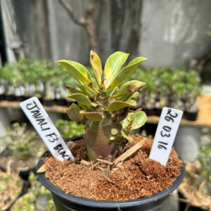 2603 16 Arabicum Javali Red f3