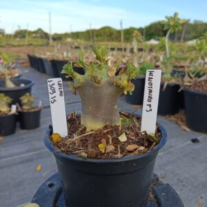 1303 15 Rosa do Deserto Minotauro f3