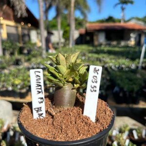 2603 53 Arabicum Leviatã  F3