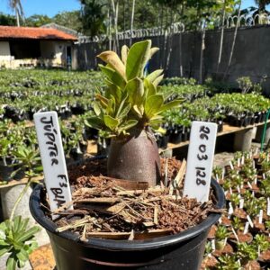 2603 128 Arabicum Jupiter  F3