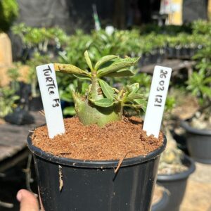 2603 121 Arabicum Turtle F3