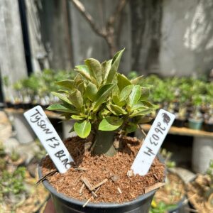 2603 14 Arabicum Tyson F3