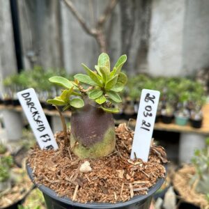 2603 21 Arabicum Darckseid Red f3