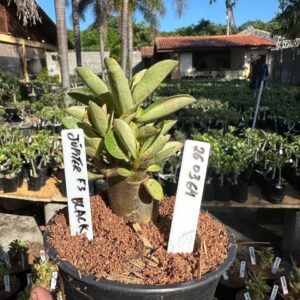 2603 64 Arabicum Jupiter F3