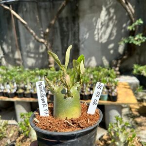 2603 08 Arabicum Megalodonte F3