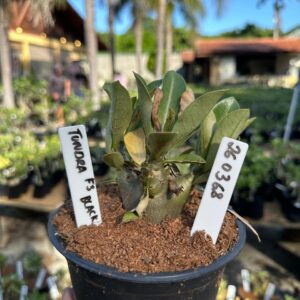 2603 68 Arabicum Tundra F3