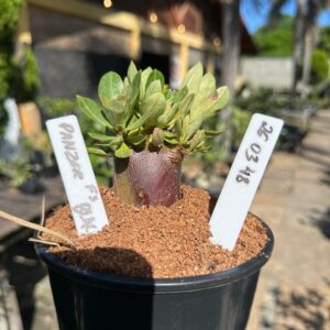 2603 04 Arabicum ? F3