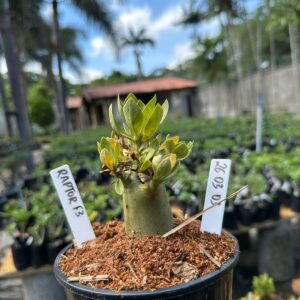 2603 03 Arabicum Raptor Red f3