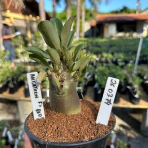 2603 74 Arabicum Megatron F3