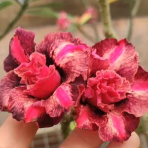 Podadinha - Rosa do Deserto Samba (Pink Perfumada)