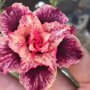 Podadinha - Rosa do Deserto Supreme (Rosa Florífera)