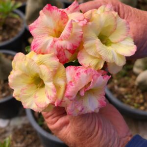 Podadinha - Rosa do Deserto The Fire (Amarela Florífera)