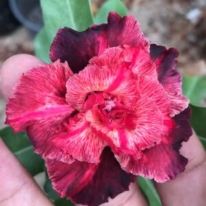 Big Caudex - Rosa Do Deserto Majestade