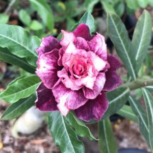 Big Caudex - Rosa Do Deserto Dubai