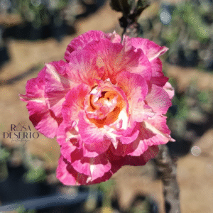 Big Caudex - Rosa Do Deserto Glamour