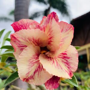 Big Caudex - Rosa Do Deserto Menina Veneno