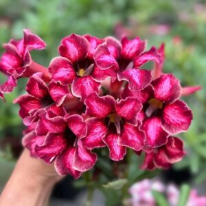 Big Caudex - Rosa Do Deserto Lorena