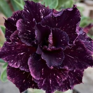 Big Caudex - Rosa Do Deserto Céu Estrelado