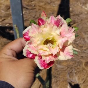 Big Caudex - Rosa Do Deserto Buttercup