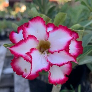 Big Caudex - Rosa Do Deserto Disney