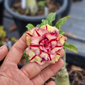 Big Caudex - Rosa Do Deserto Merabe