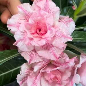 Big Caudex - Rosa Do Deserto Delicadinha