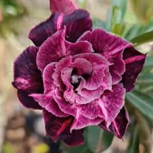 Big Caudex - Rosa Do Deserto Cn 153