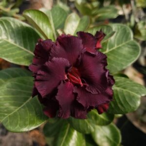 Big Caudex - Rosa Do Deserto L 14