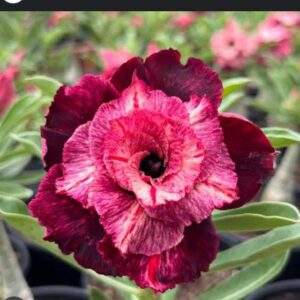 Big Caudex - Rosa Do Deserto Respect