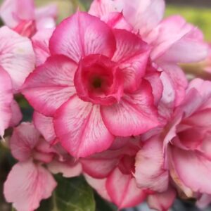 Big Caudex - Rosa Do Deserto ARM 1