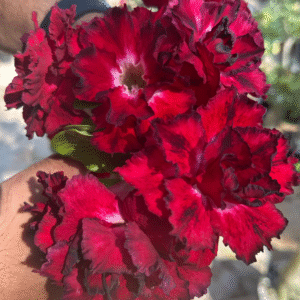 Big Caudex - Rosa Do Deserto Amor De Mae