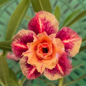 Big Caudex - Rosa Do Deserto Tangerina