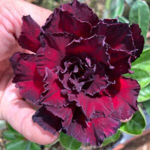 Big Caudex - Rosa Do Deserto Cleópatra